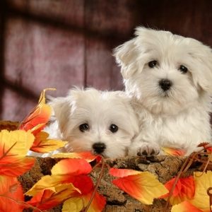 �����ؔ��8.11���u�󔵓�֮ǰ ���y��Ȼ����������